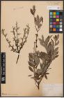 Foto von Salix aurita L. x Salix repens L.